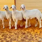 العبدالله للذبايح