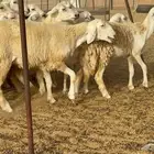 غنم مراح 96 تحتها 32 اكثرها صغار سن