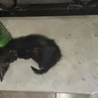 قط للتبني صغير