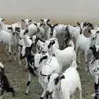تيوس جذعان للبيع
