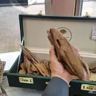 عود موروكي طبيعي دبل سوبر ولايخلو من التربل للبيع او البدل