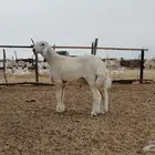 طلي فحل توم تم بيعه