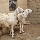 رخال صنف