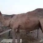 ضبا