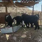 للبيع تيوس ثلاجه او طلعات
