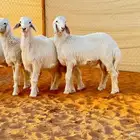 العبدالله للذبايح