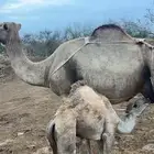 ناقة خلفه للبيع