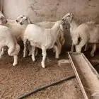 طليان للبيع