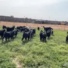 معزاء عوارض عدد 27 معهن فحلهن الدفيع 12 الخرج يوجد فديو