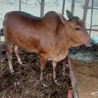 خبشه للبيع