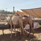 نوفر قعدان وغنم لجميع المناسبات والتجار..