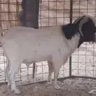 فحل بورقت دم صافي