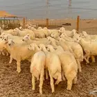 طليان حرية نظيفه ومشروطه من العيب