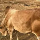 عجل للبيع