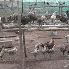 ديوك بلدي للبيع