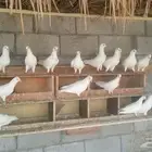 حمام لاحم فرنسي