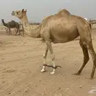 ناقه حره لقحه