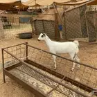 جفره بيشيه جذعه