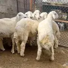 طليان