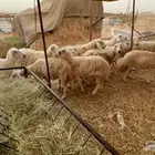 ضان حريه حرش عدد11