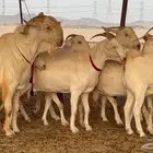 معزا بيشيات برص صنف الصنف