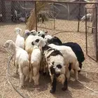 رخال فيها طلي واحد