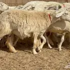 خلفات 31 تحتها 31 زايد الفحل