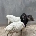 رخلتين بربريتين