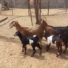معزا مواليد