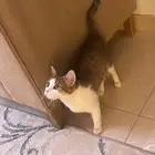 قطوه لتبني مهجنه