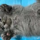 قط شيرازي