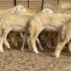رخال حرش صنف الصنف 50 بفحلها