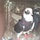 حمام قطايف