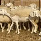اكثرها رخال 54 تحتها 18