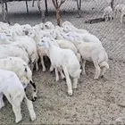 طليان