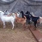 جفار صغار سن