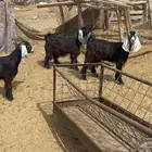 جفار عوارض عدد3