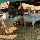 للبيع معزا مراح