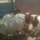 الجبيل البلد