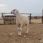 طلي ابرص تم البيع