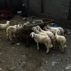 طليان.خرفان