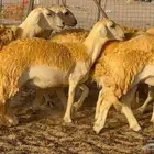 رخال صنف العدد 34 ب1670