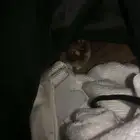 بوش بيبي القزم للبيع