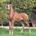 مهر واهو مكس للبيع