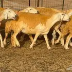 غنم صنف 68 تحتها 30