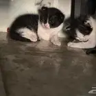 قطط