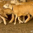 رخال حرش صنف الصنف 60 راس