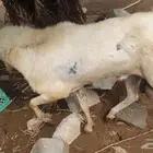 تيس فحل أدبع أجم السن واضح في الصورة الصحة ما شاء الله
