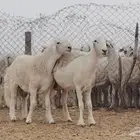 مشروع فحل إنتاج تم البيع