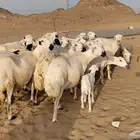 غنم ميدي نضيفه مراح واحد